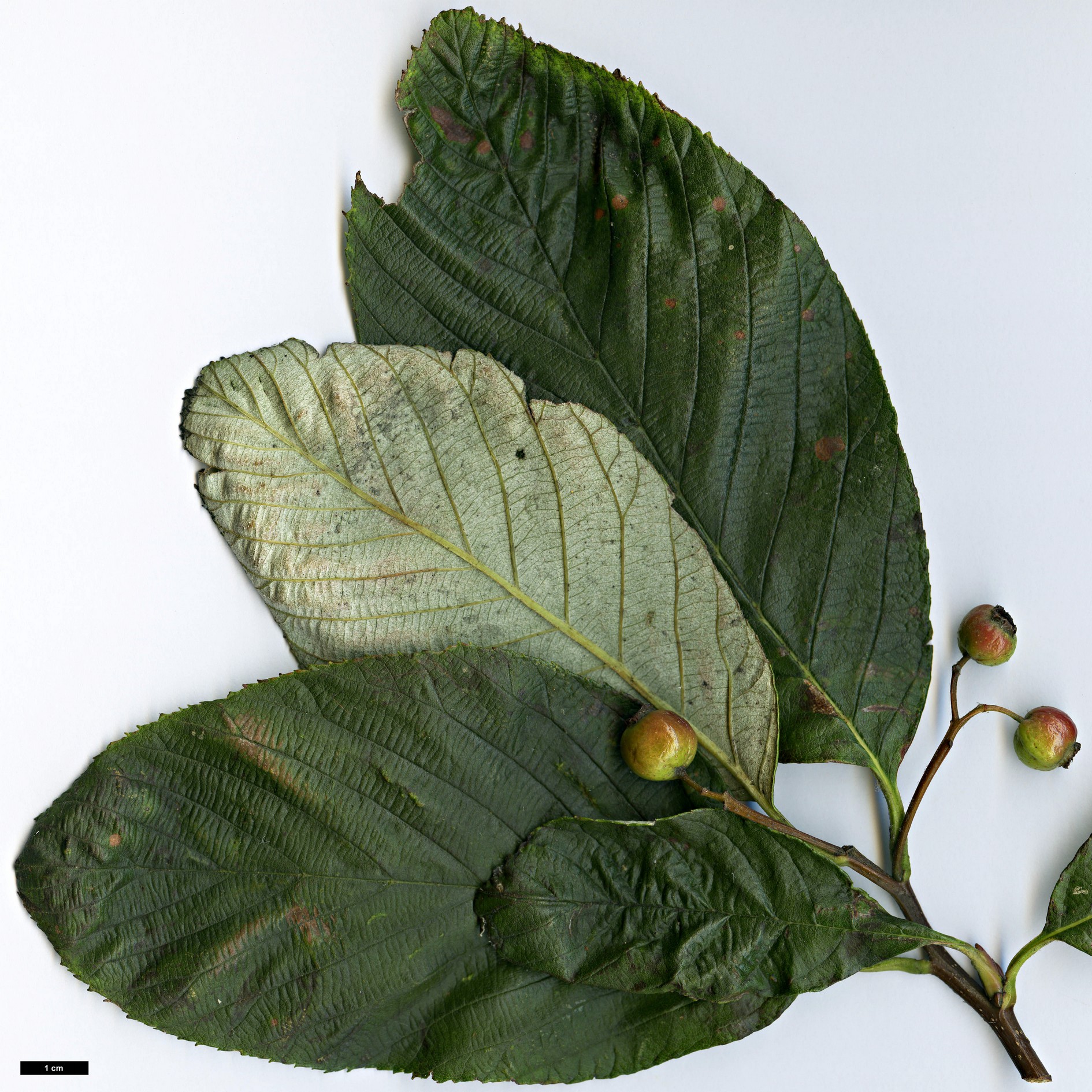 High resolution image: Family: Rosaceae - Genus: Sorbus - Taxon: coronata